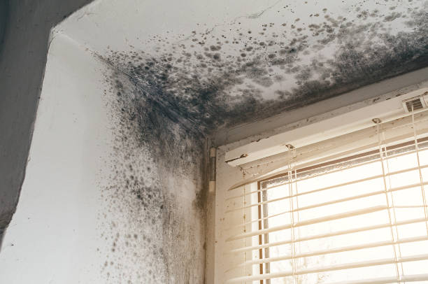 Affordable Mold Cleanup solutions in Reedville, VA